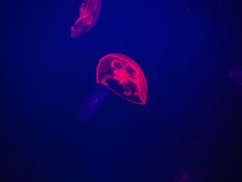 Close-up of jellyfish swimming underwater