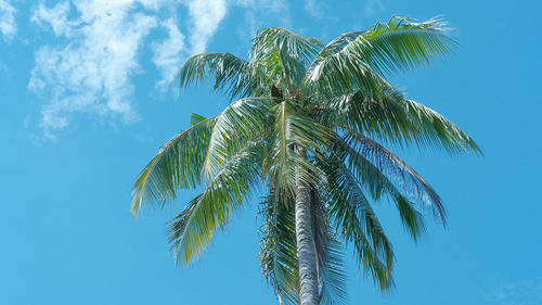 Low angle view of palm tree against blue sky
