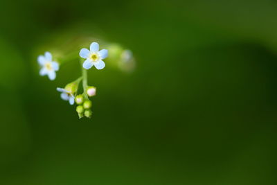 Close-up of white flowers