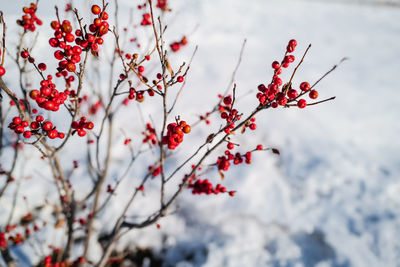 Close-up of red berries on plant during winter