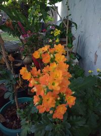 Close-up of potted plant