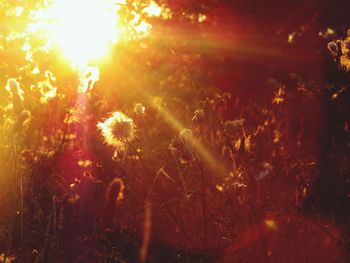 Sun shining through flowers in field