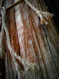 Close-up of insect on tree trunk