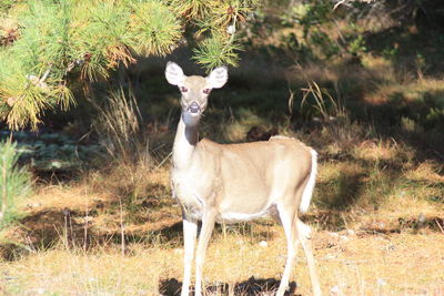 Deer standing in a field