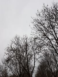 Low angle view of silhouette bare tree against clear sky