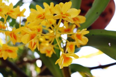 Close-up of yellow flowering plants