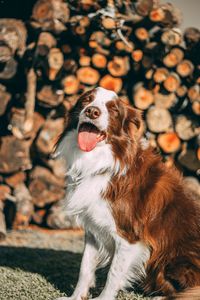View of a dog on field