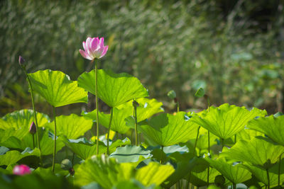 Close-up of flowers blooming outdoors