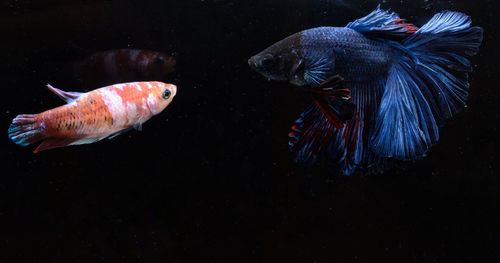 Close-up of fish swimming in sea