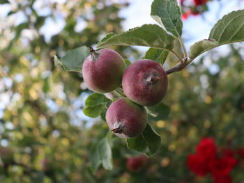 Close-up of berries on tree