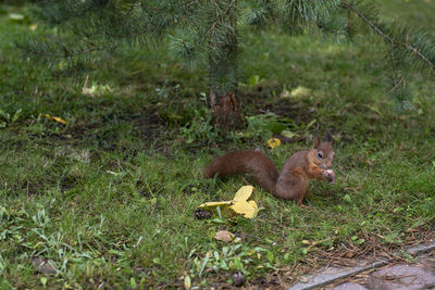 View of squirrel on field