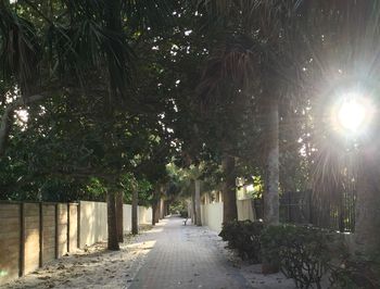 Footpath amidst trees