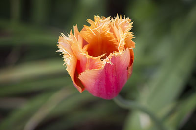 Close-up of flower blooming outdoors