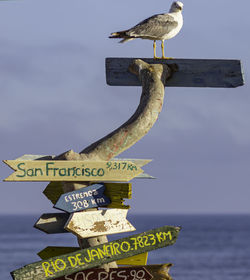 Seagull perching on a wooden post