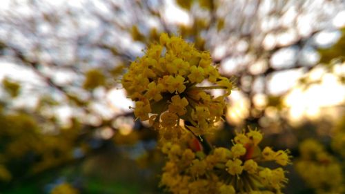 Close-up of yellow flowering plant