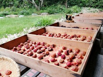 Various fruits in container