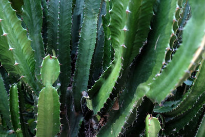 Close-up of succulent plant