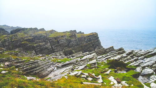 Close-up of tree against sky