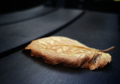 Close-up of dry leaf on table