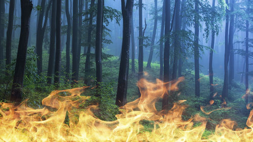 Panoramic view of pine trees in forest