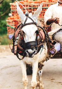 Cropped image of man riding donkey cart