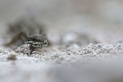 Close-up of insect on land