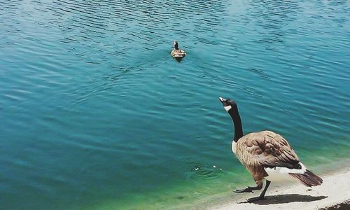 Birds in water