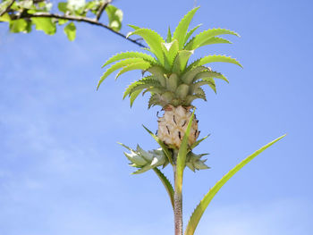 Low angle view of plant against blue sky