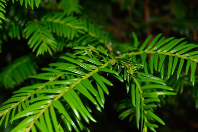 Close-up of green leaves