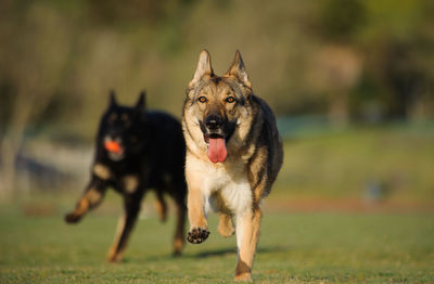 Portrait of german shepherds running on field