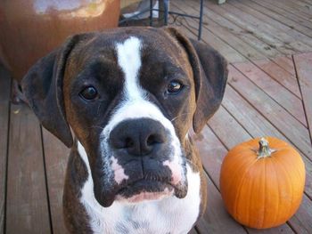 Close-up portrait of a dog