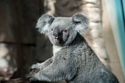 Close-up portrait of koala at zoo