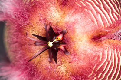 Extreme close up of red flower