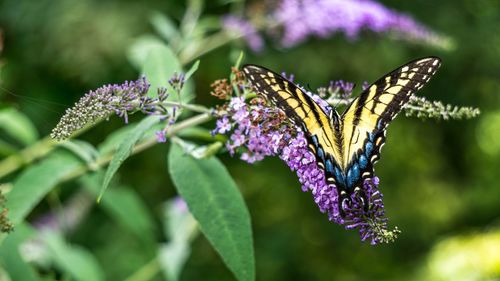 Close-up of butterfly on flower