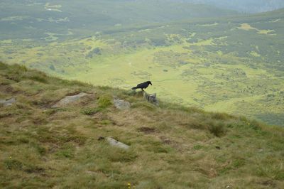 Bird on field against mountains