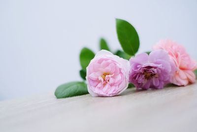 Close-up of pink flowers on table