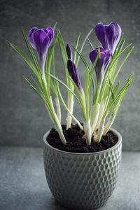 Close-up of potted plant on table