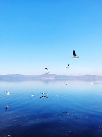 Seagulls flying over sea against blue sky