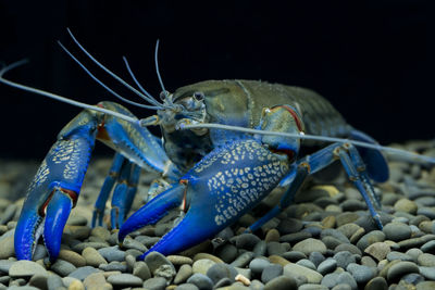 Close-up of crab on pebbles at sea shore