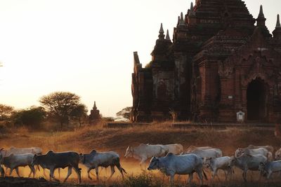 Ancient temple in bagan, myanmar, by sunset with a herd of cows passing by