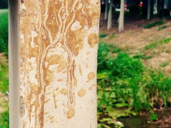 Close-up of tree trunk