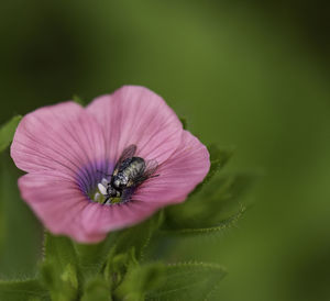 Close-up of honey bee pollinating on pink flower