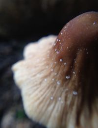 Close-up of mushroom