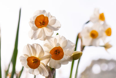 Close-up of white daffodil flowers