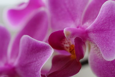 Close-up of pink rose flower