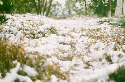 White flowers growing on tree