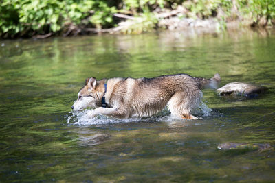 View of dog swimming in river