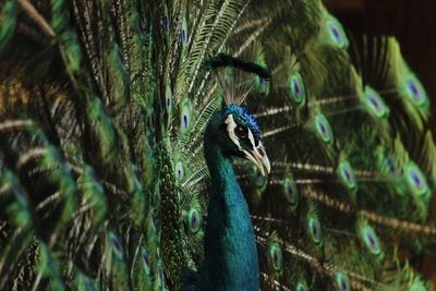 Close-up of peacock