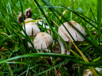 Close-up of mushrooms growing on field