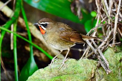 Close-up of bird perching on branch